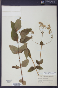 Ageratina aromatica image