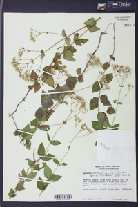 Ageratina aromatica image