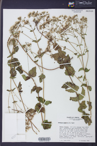 Ageratina aromatica image