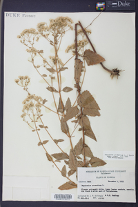 Ageratina aromatica image