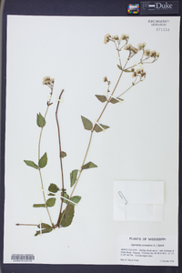 Ageratina aromatica image