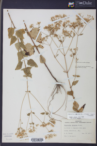 Ageratina jucunda image