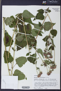 Brickellia cordifolia image