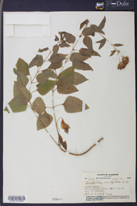 Brickellia cordifolia image