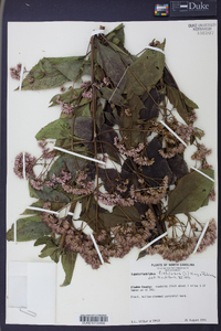 Eupatoriadelphus fistulosus image