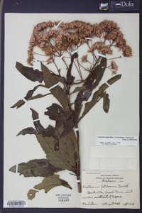 Eupatoriadelphus fistulosus image