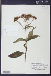 Eupatoriadelphus fistulosus image