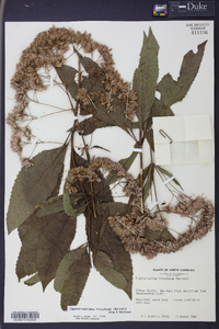 Eupatoriadelphus fistulosus image