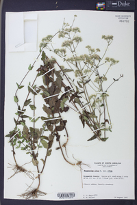 Eupatorium album image