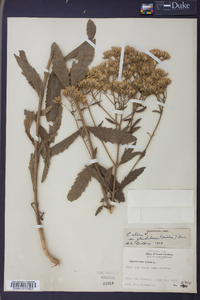 Eupatorium album image