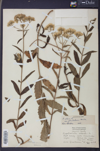 Eupatorium album image