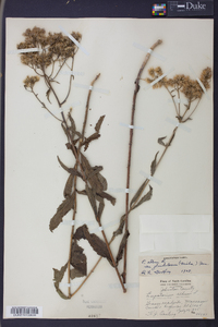 Eupatorium album image