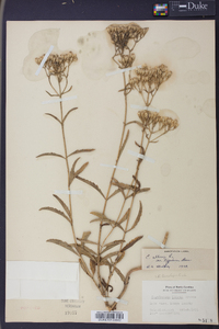 Eupatorium album image