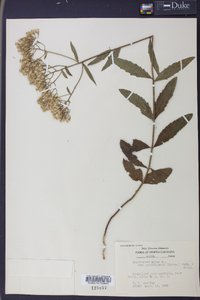 Eupatorium album image