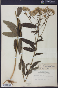 Eupatorium album image