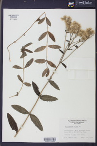 Eupatorium album image