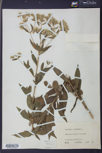 Eupatorium altissimum image