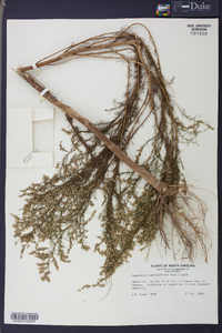 Eupatorium capillifolium image