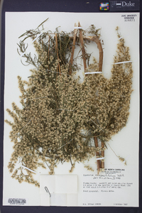 Eupatorium compositifolium image