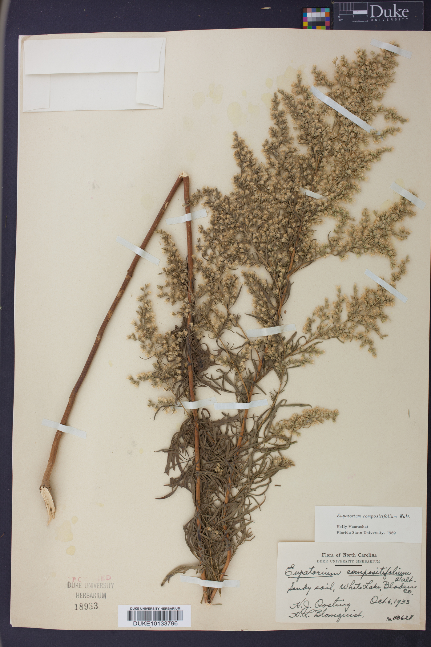 Eupatorium compositifolium image