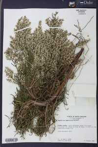 Eupatorium compositifolium image