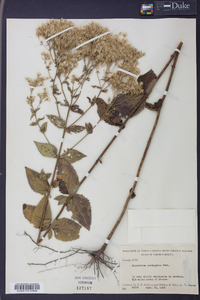 Eupatorium cordigerum image