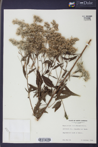 Eupatorium cuneifolium image