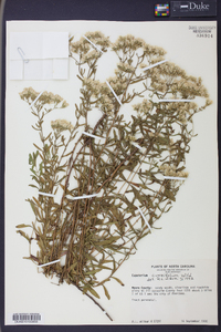 Eupatorium cuneifolium image