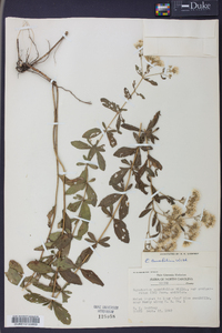 Eupatorium cuneifolium image