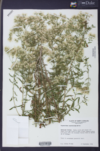 Eupatorium cuneifolium image