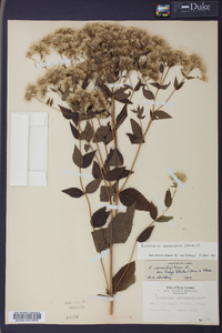 Eupatorium godfreyanum image