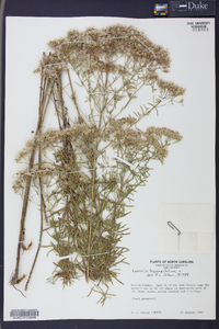 Eupatorium hyssopifolium image