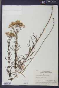 Eupatorium hyssopifolium image