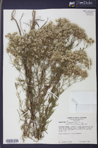 Eupatorium hyssopifolium image