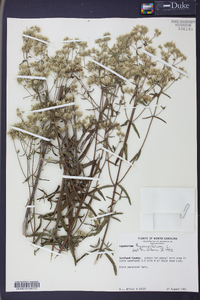 Eupatorium hyssopifolium image