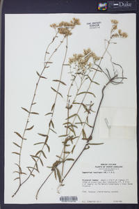 Eupatorium leucolepis image