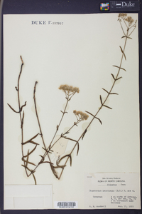 Eupatorium leucolepis image