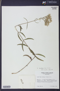 Eupatorium leucolepis image