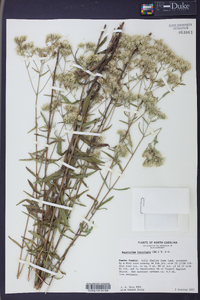 Eupatorium leucolepis image