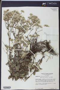 Eupatorium pilosum image