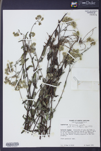 Eupatorium pilosum image