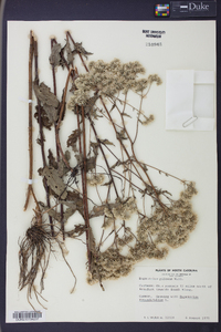 Eupatorium pilosum image