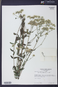 Eupatorium pilosum image