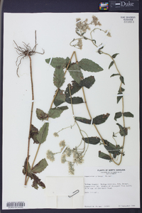 Eupatorium pilosum image