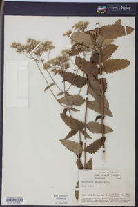 Eupatorium pilosum image