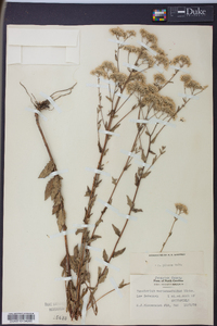 Eupatorium pilosum image