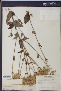 Eupatorium pilosum image