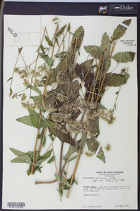 Eupatorium pilosum image