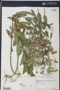 Eupatorium pilosum image