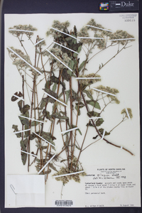 Eupatorium pilosum image